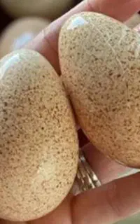 تخم بوقلمون وجوجه گلپایگانی