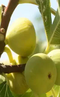 انجیر عسلی گلباف