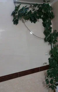 گل شفلرا