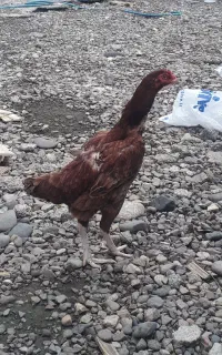مرغ لاری اصیل