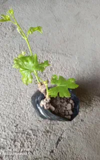 نهال تابستانه