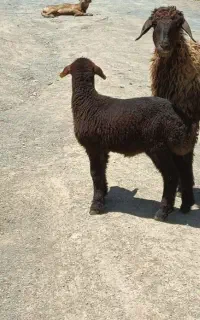 بره‌ماده‌‌و‌میش‌زایده