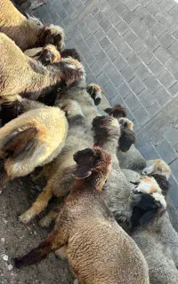 فروش ۱۷ راس میش