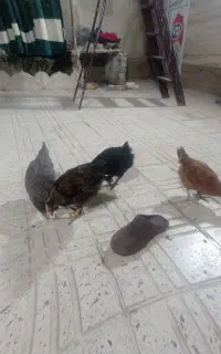 جوجه خروس