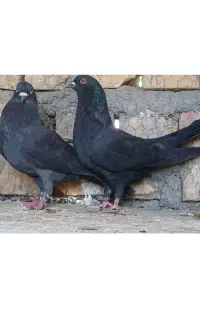 کبوتر فراری