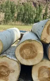 خرید چوب و قطع هر نوع درخت  (چوبوری)