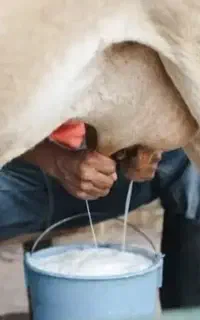 شیر تازه