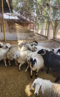 بره نرو ماده رفسنجان