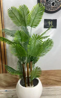 درختچه فینکس