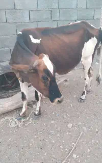 گاو ماده فروشی