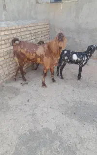 نربز ب شرط