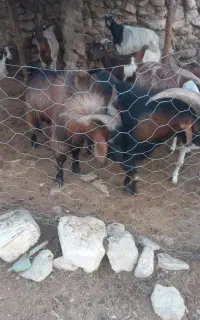 پازن