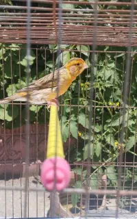 4 عدد قناری