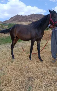 فروشی