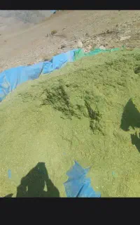 جاشیر حیوانی  کیلوی ۵۰