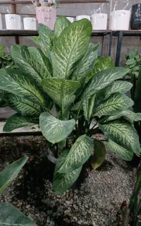گلخانه قم گل نیروگاه