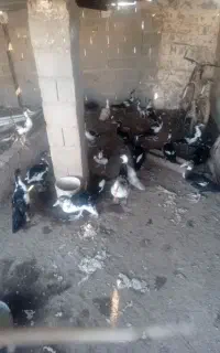 سیکا (اردک روسی)