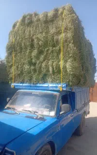 خرید و فروش یونجه بصورت نقدنقد...