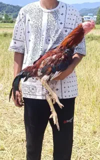 خروس لاری فروشی ۱ سالو نیم