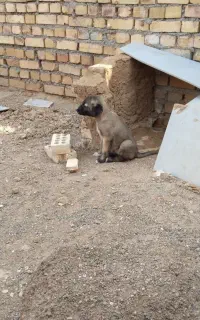 دو عدد کوچک ماده نسل‌دار
