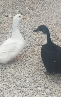 اردک ،معامله با کبوتر