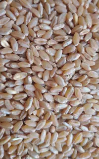 فروش گندم درجه یک