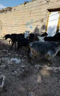سلام ۱۷تابزبدون بزغاله