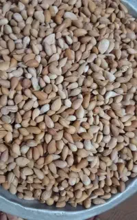 بادام