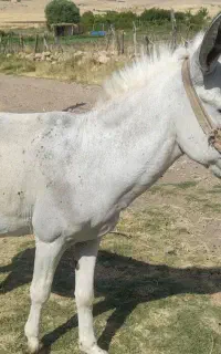 خر نر باری و گله ای