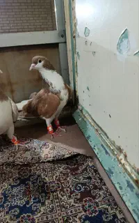 دوتا چپ ی ساده
