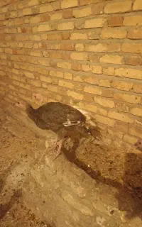 بوقلمون