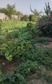 باغچه سیاه منصور
