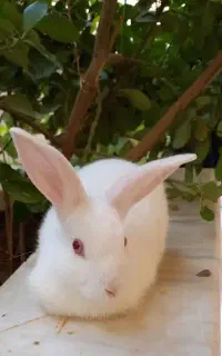 خرگوش سفید باهوش