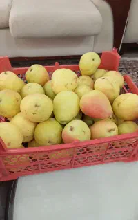 میوه