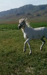 اسب ماده ۵ ساله