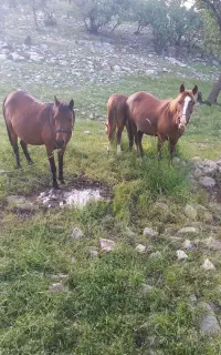 اسب مادیان