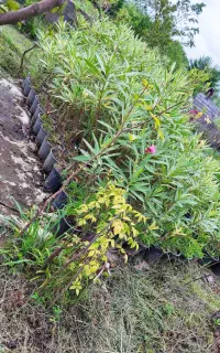 گل وگیاه بیرونی