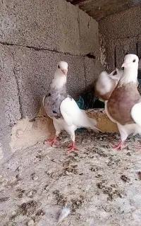 نوچه طوقی فروشی