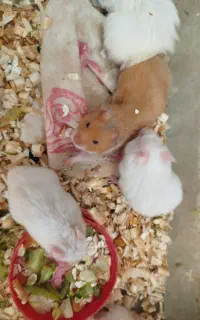 همستر کمپل نر ماده باردار و شیر خوار