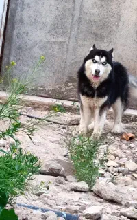 سگ هاسکی