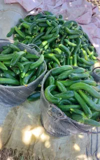 خیار زمینی تازه روز مخصوص خیار شور