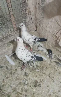 دوتا ماده ساربزک