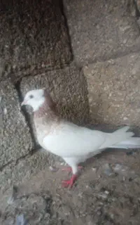 کبوتر طوقی بدون خرابی