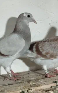کبوتر جانتیلن خاص