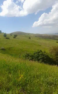 علف فروشی