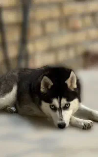 سگ هاسکی ماده