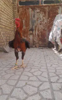 جوجه خروس لاری