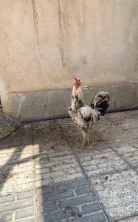 یک عددخروس لاری یک عددخروس گلین اصل
