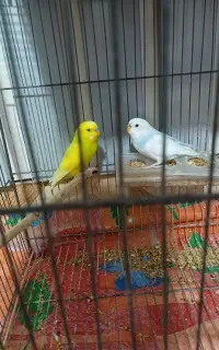 مرغ عشق  زیبا با برزیلی هم معاوضه میکنم