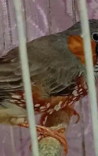 فنچ